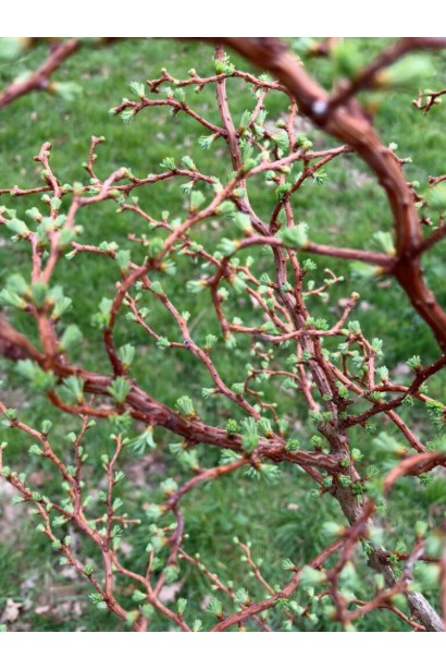 Модрина штопороподібна Діана - коричнево-червоні гілки